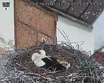 Capi_Dubne_20250517_095504.jpg