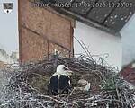 Capi_Dubne_20250517_102503.jpg
