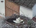 Capi_Dubne_20250517_105003.jpg