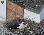 Capi_Dubne_20250517_110002.jpg