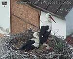 Capi_Dubne_20250517_112502.jpg