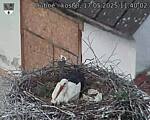 Capi_Dubne_20250517_114002.jpg