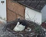 Capi_Dubne_20250517_115004.jpg