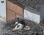 Capi_Dubne_20250517_115502.jpg