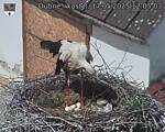 Capi_Dubne_20250517_120503.jpg