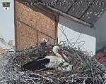 Capi_Dubne_20250517_122003.jpg