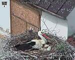 Capi_Dubne_20250517_123003.jpg