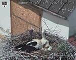 Capi_Dubne_20250517_123504.jpg