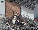 Capi_Dubne_20250517_132003.jpg