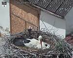 Capi_Dubne_20250517_135002.jpg