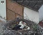 Capi_Dubne_20250517_153003.jpg