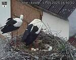 Capi_Dubne_20250517_164002.jpg