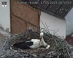 Capi_Dubne_20250517_165502.jpg