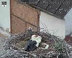 Capi_Dubne_20250517_171502.jpg