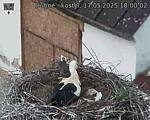 Capi_Dubne_20250517_180002.jpg