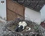 Capi_Dubne_20250517_181002.jpg