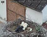 Capi_Dubne_20250517_192004.jpg