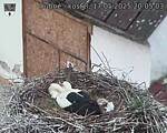 Capi_Dubne_20250517_200503.jpg