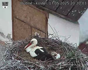 Capi_Dubne_20250517_202003.jpg (1350 x 1080)