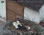 Capi_Dubne_20250517_202502.jpg