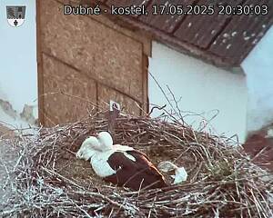 Capi_Dubne_20250517_203003.jpg (1350 x 1080)