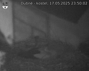 Capi_Dubne_20250517_235002.jpg (1350 x 1080)