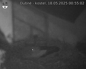 Capi_Dubne_20250518_005502.jpg (1350 x 1080)