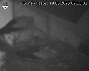 Capi_Dubne_20250518_021502.jpg (1350 x 1080)