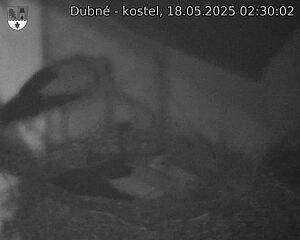 Capi_Dubne_20250518_023002.jpg (1350 x 1080)