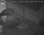 Capi_Dubne_20250518_023502.jpg