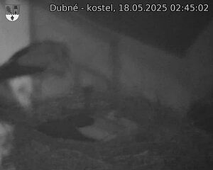 Capi_Dubne_20250518_024502.jpg (1350 x 1080)