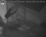 Capi_Dubne_20250518_032002.jpg