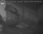 Capi_Dubne_20250518_040002.jpg