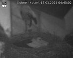 Capi_Dubne_20250518_044502.jpg