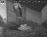 Capi_Dubne_20250518_045002.jpg