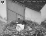 Capi_Dubne_20250518_050502.jpg
