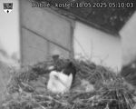 Capi_Dubne_20250518_051003.jpg