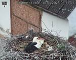 Capi_Dubne_20250518_054503.jpg