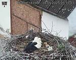Capi_Dubne_20250518_055503.jpg
