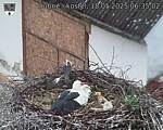 Capi_Dubne_20250518_063502.jpg