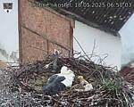 Capi_Dubne_20250518_065003.jpg