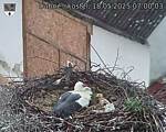 Capi_Dubne_20250518_070003.jpg