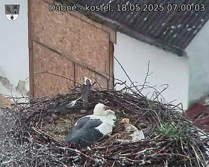 Capi_Dubne_20250518_070003.jpg (1350 x 1080)