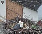 Capi_Dubne_20250518_070502.jpg