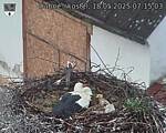 Capi_Dubne_20250518_071503.jpg