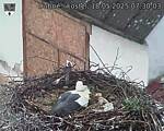 Capi_Dubne_20250518_073003.jpg
