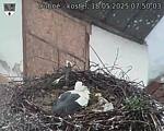 Capi_Dubne_20250518_075003.jpg