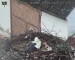 Capi_Dubne_20250518_075503.jpg