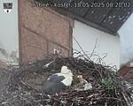 Capi_Dubne_20250518_082002.jpg