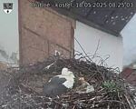 Capi_Dubne_20250518_082503.jpg